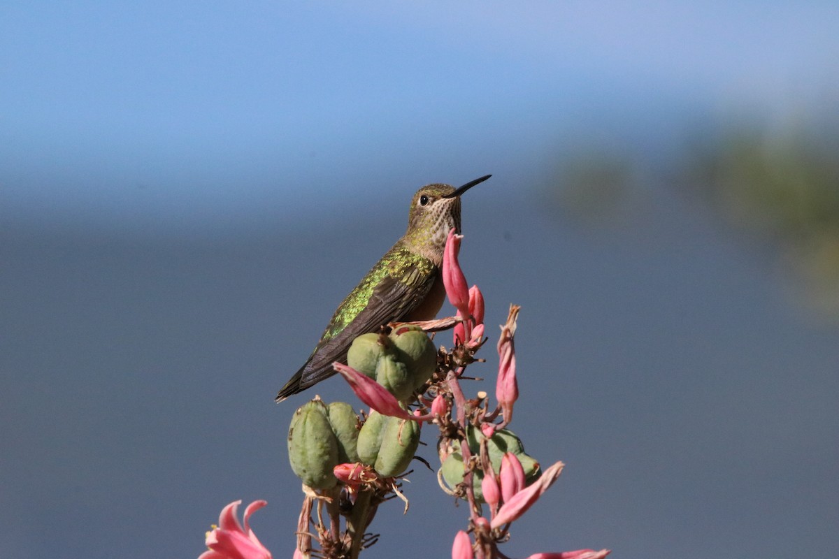 Broad-tailed Hummingbird - ML469061251