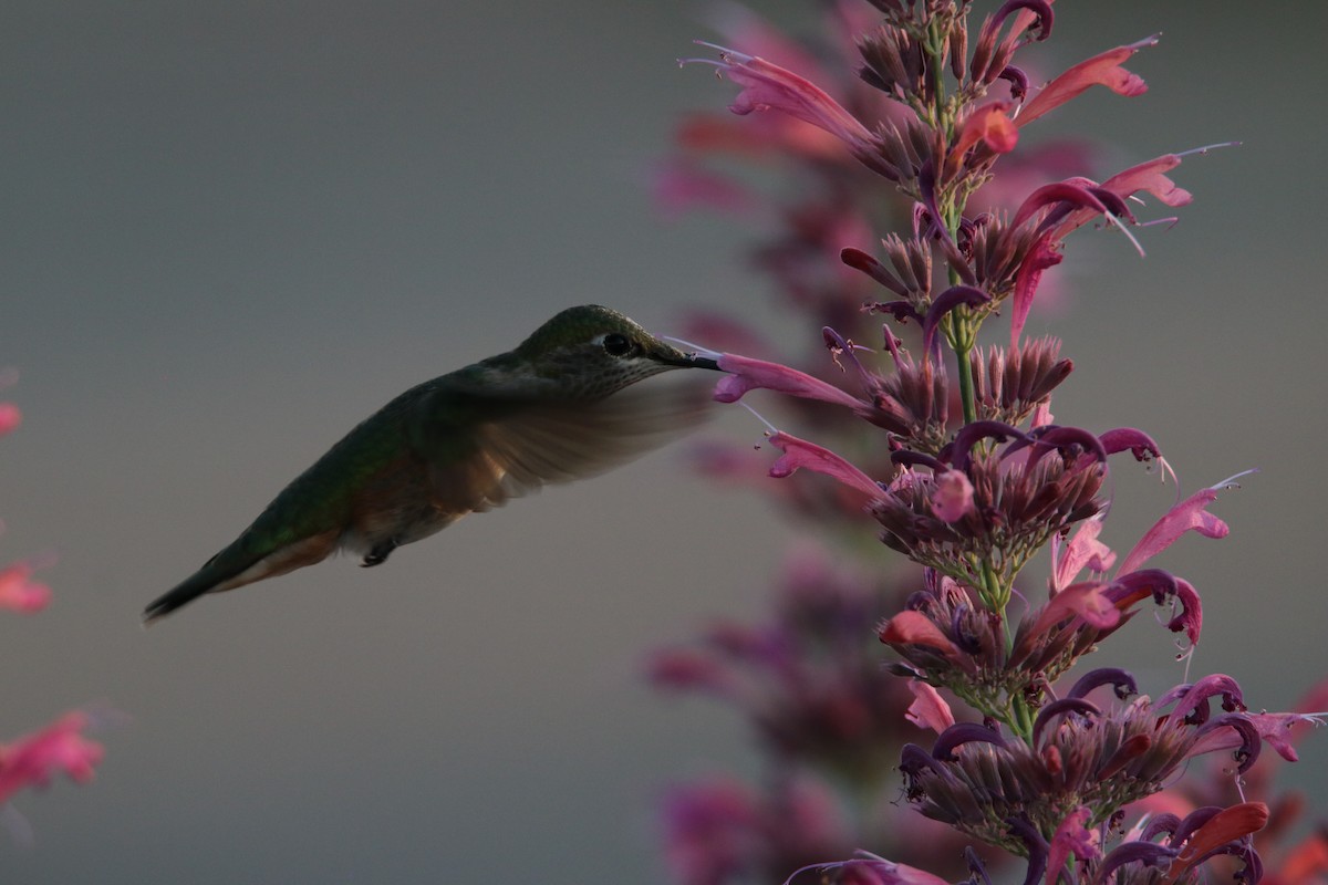 Broad-tailed Hummingbird - ML469066151