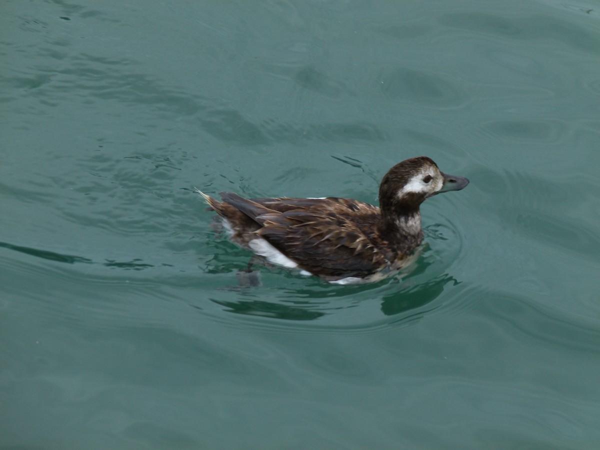 Long-tailed Duck - ML46906791