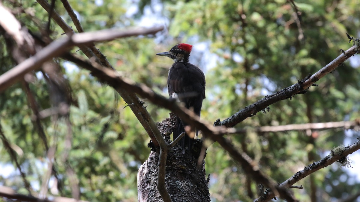 Pileated Woodpecker - ML469068561