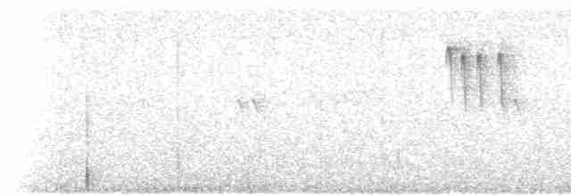 White-crested Tyrannulet (Sulphur-bellied) - ML469069141