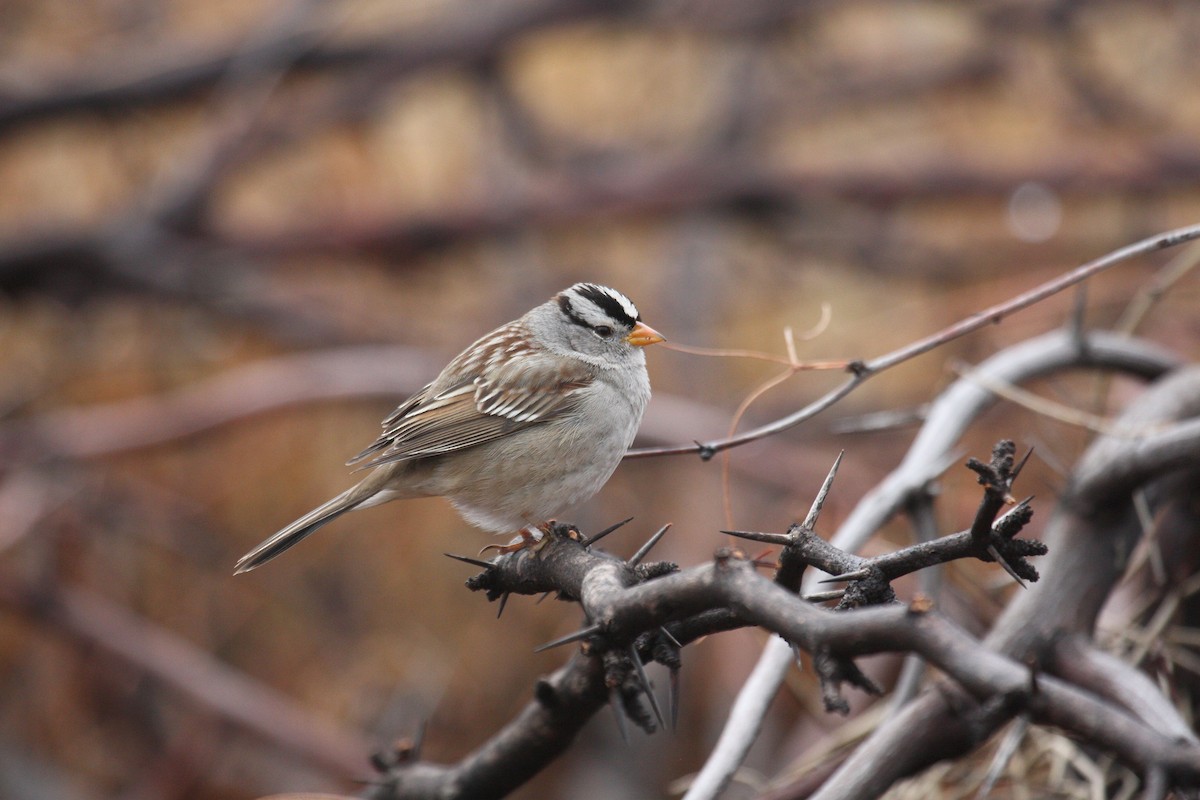 White-crowned Sparrow - Jeremy  Medina