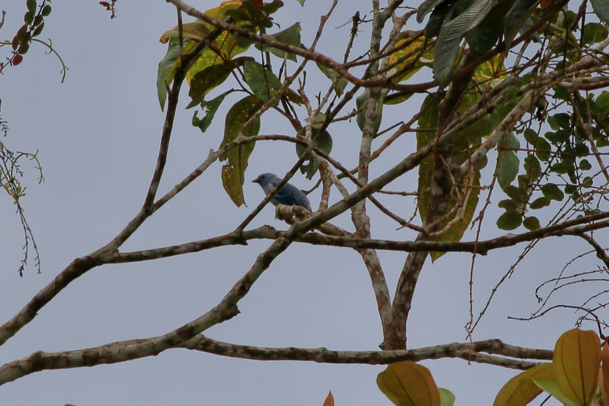 Blue-gray Tanager - ML469077441