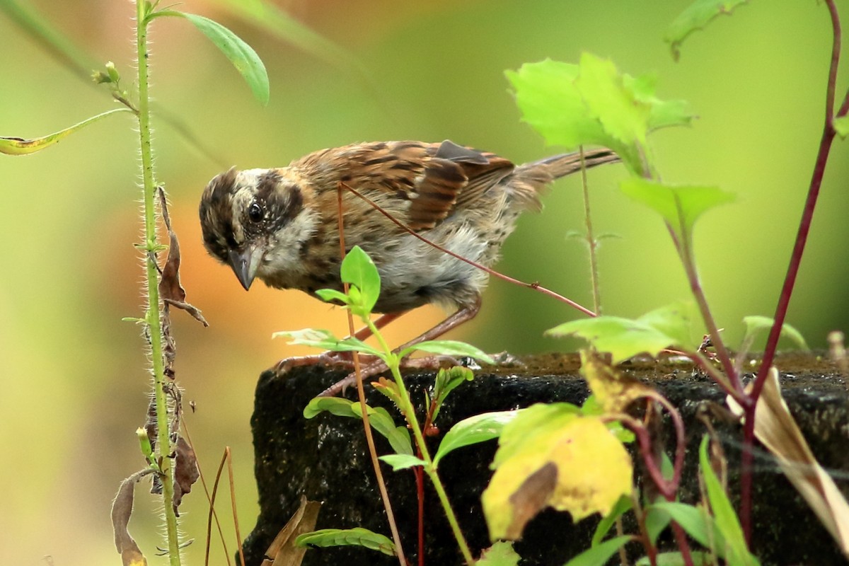 Rufous-collared Sparrow - ML469077551