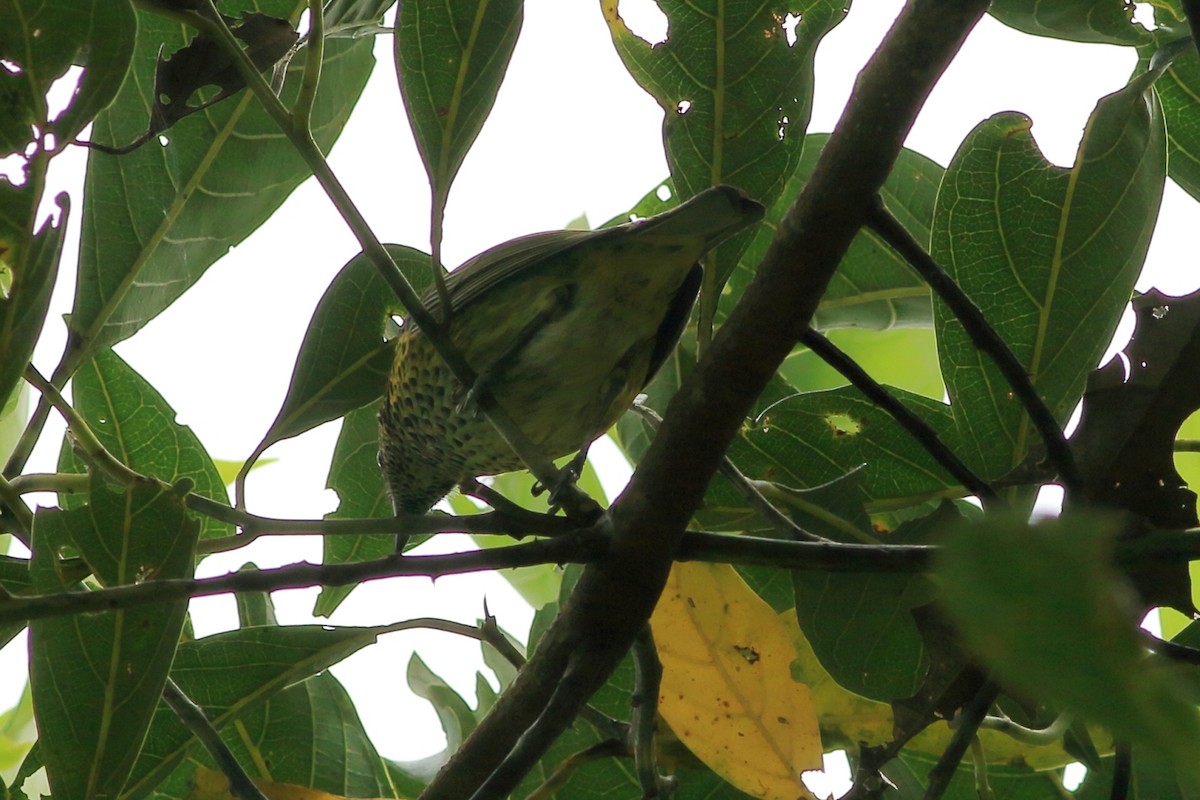 Spotted Tanager - ML469077731