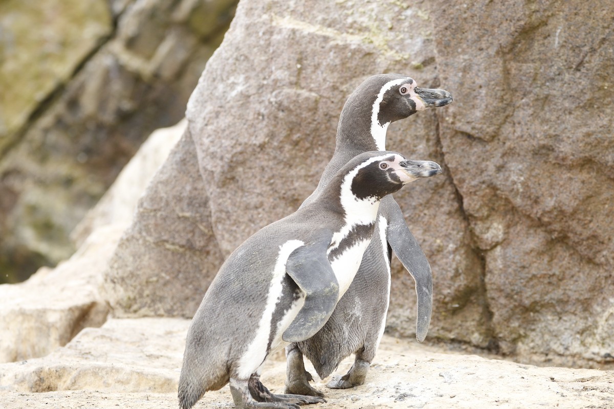 Humboldt Penguin - ML469085281