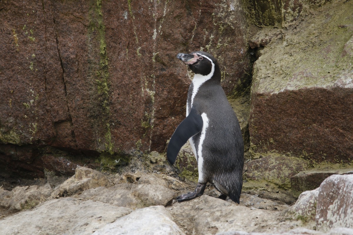 Pingüino de Humboldt - ML469085291
