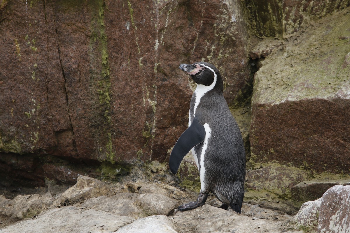 Pingüino de Humboldt - ML469085381