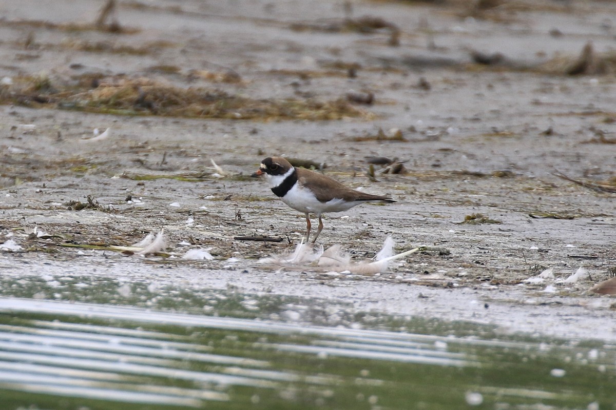 Semipalmated Plover - ML469086091