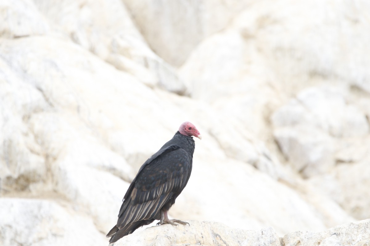 Turkey Vulture - Chawin Asavasaetakul