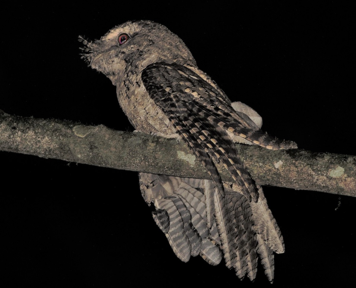 Marbled Frogmouth - ML46908851