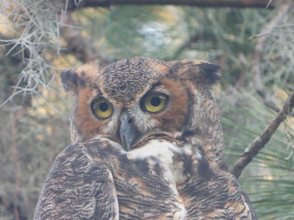 Great Horned Owl - ML469089431