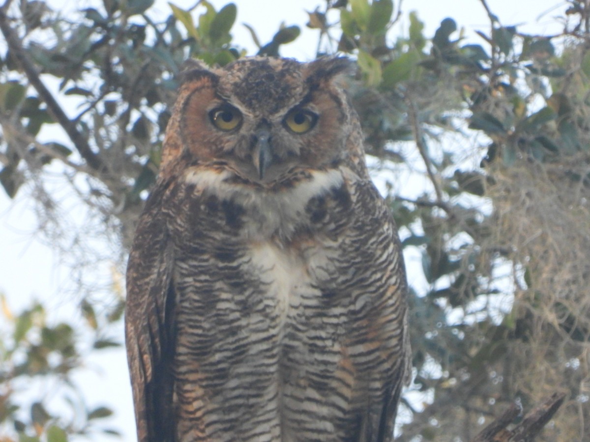 Great Horned Owl - ML469089441