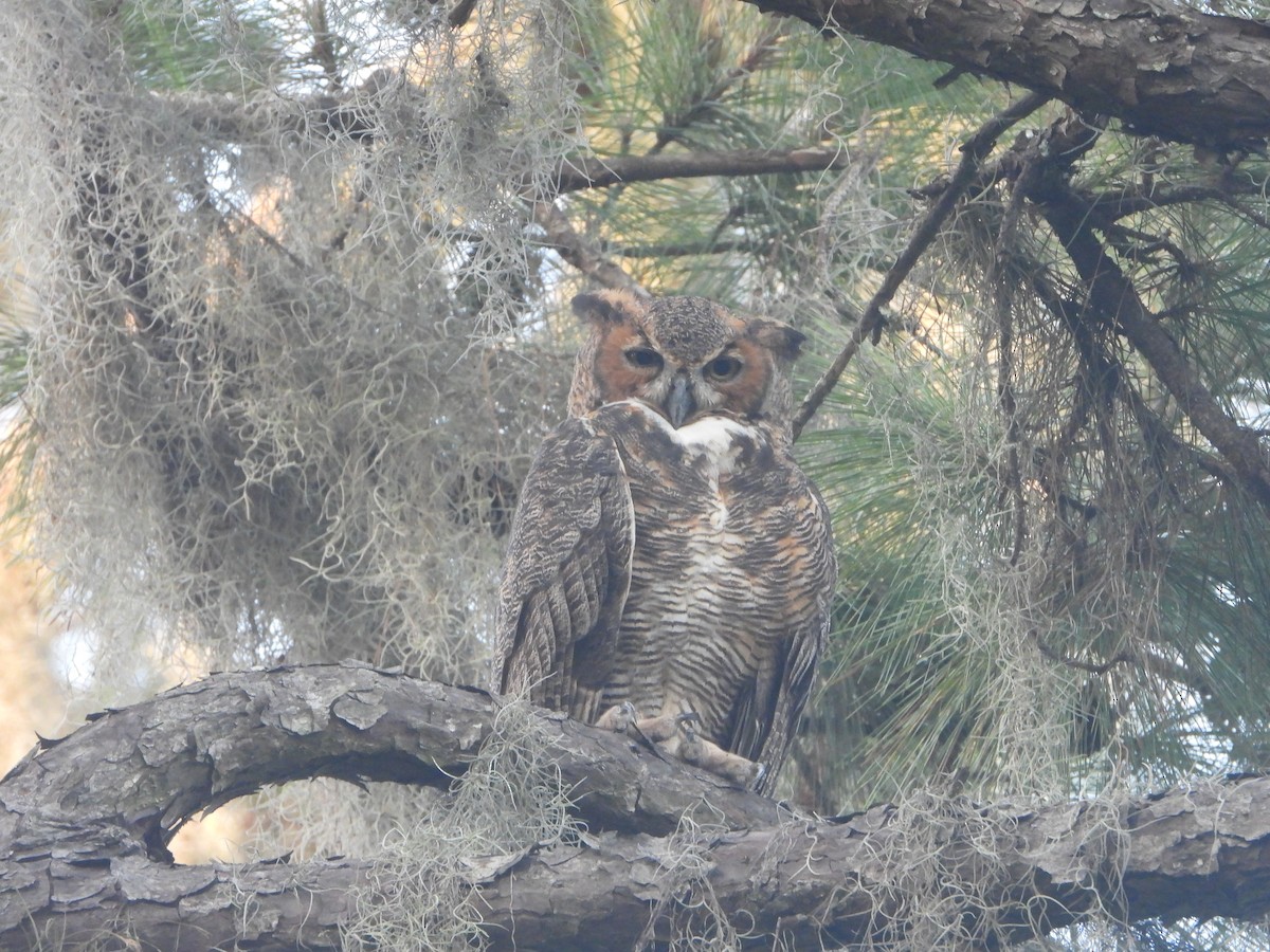 Great Horned Owl - ML469089501