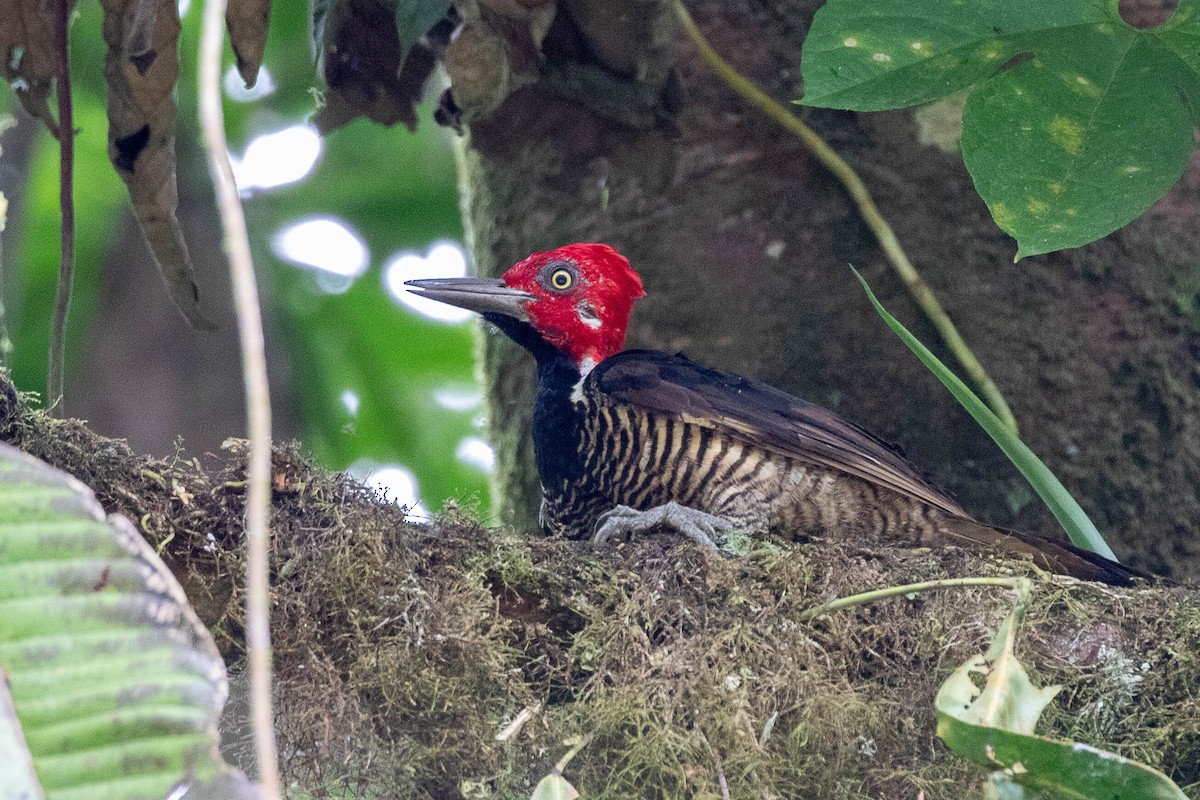 Guayaquil Woodpecker - ML469091321