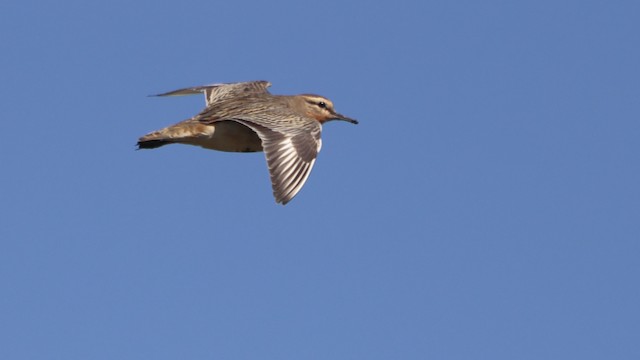 Formative Tawny-throated Dotterel (subspecies <em class="SciName notranslate">ruficollis</em>). - Tawny-throated Dotterel - 