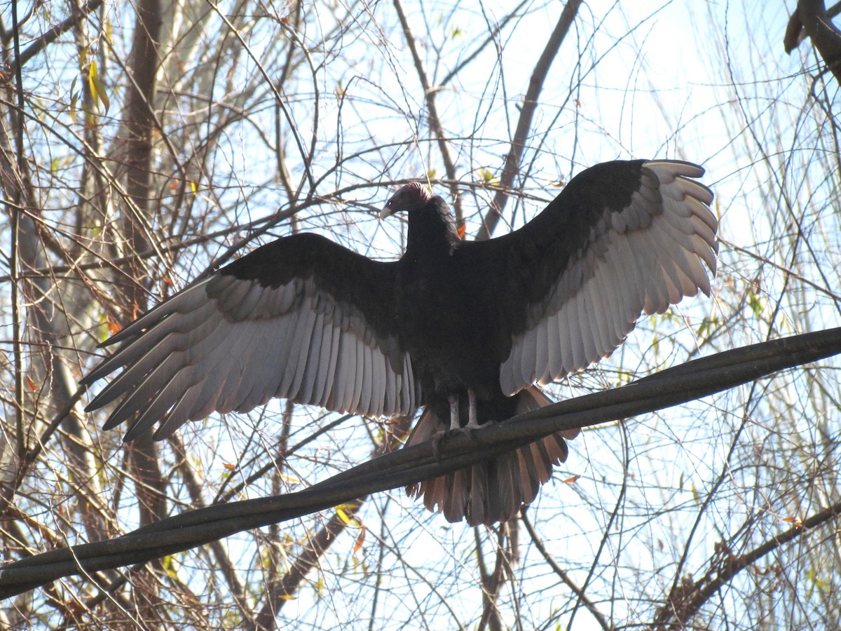 Turkey Vulture - Marcelo  Zanotti