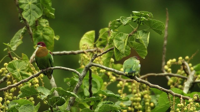 Украшенный фруктовый голубь - ML469096