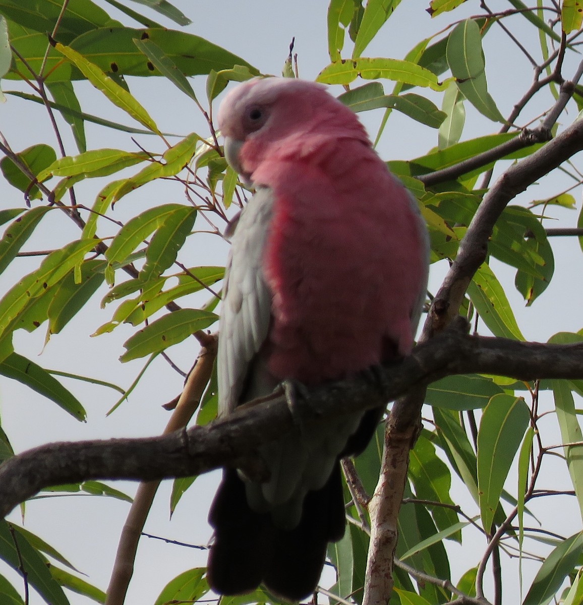 kakadu růžový - ML469098601