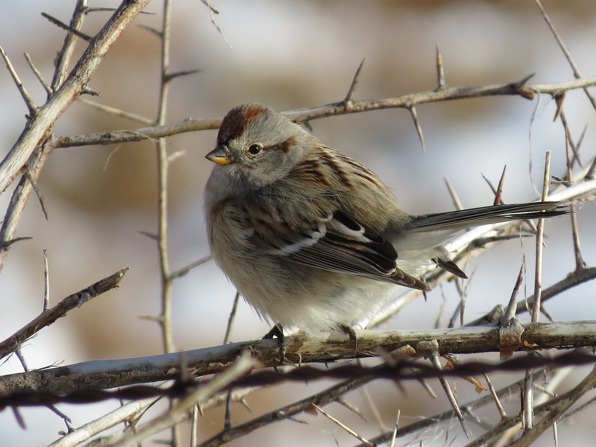 American Tree Sparrow - ML46910271