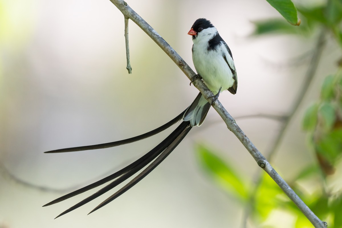 Pin-tailed Whydah - ML469103291