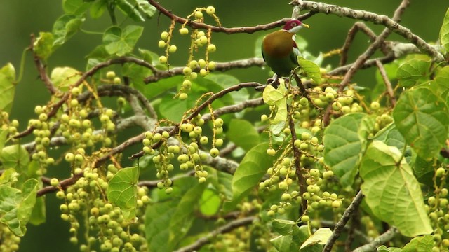 Ornate Fruit-Dove - ML469105