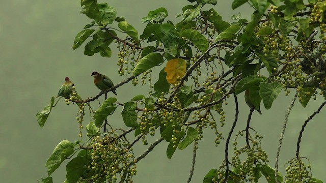 Ornate Fruit-Dove - ML469113