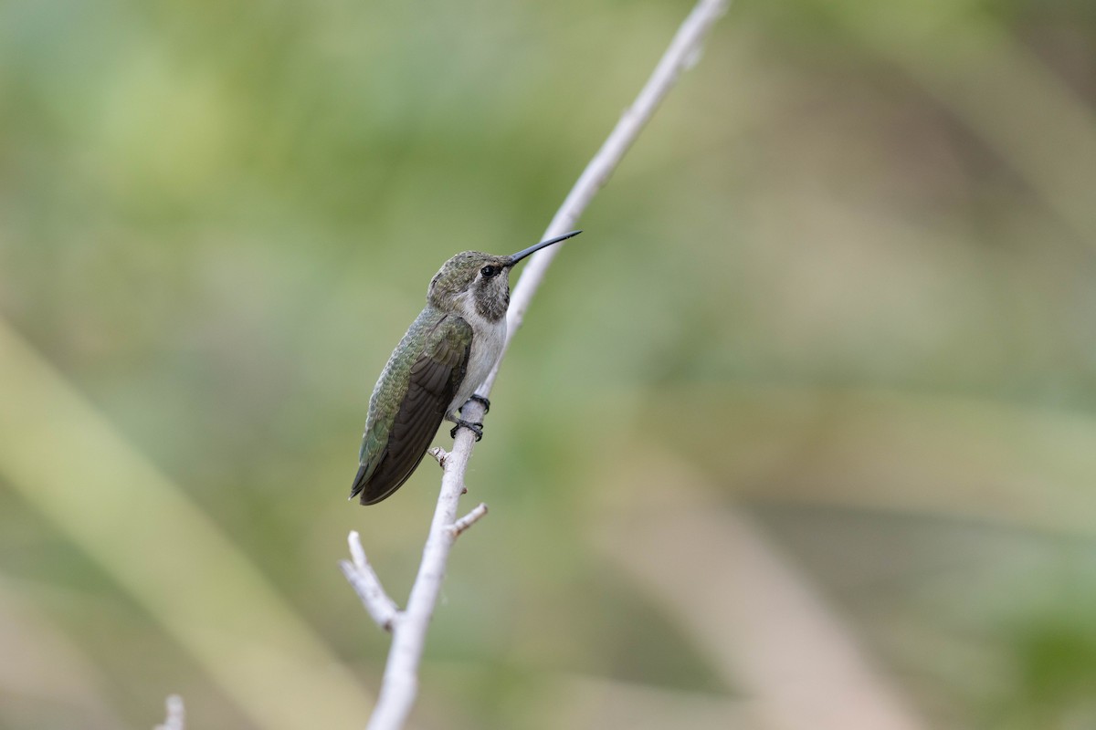 Costa's Hummingbird - ML469114121