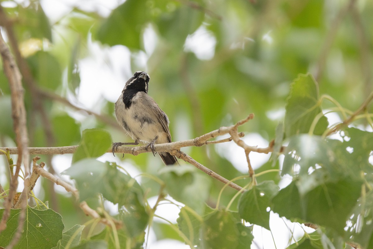 Black-throated Sparrow - Morgan Rich