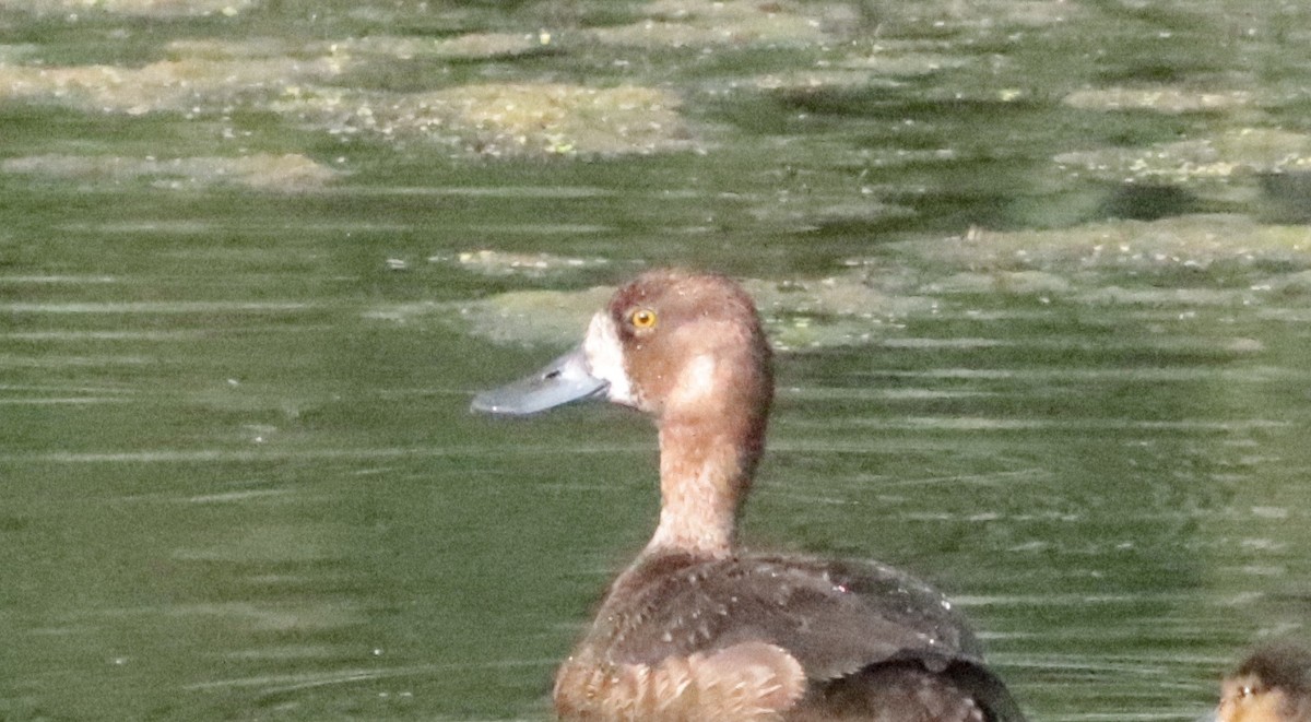 Greater Scaup - ML469116341