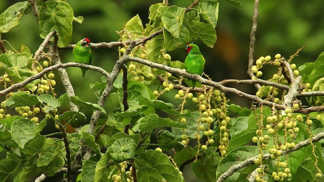 Double-eyed Fig-Parrot (Double-eyed) - ML469119