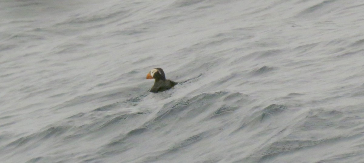 Tufted Puffin - Petra Clayton