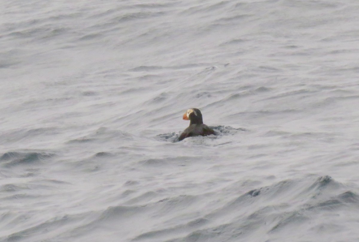 Tufted Puffin - ML469119301