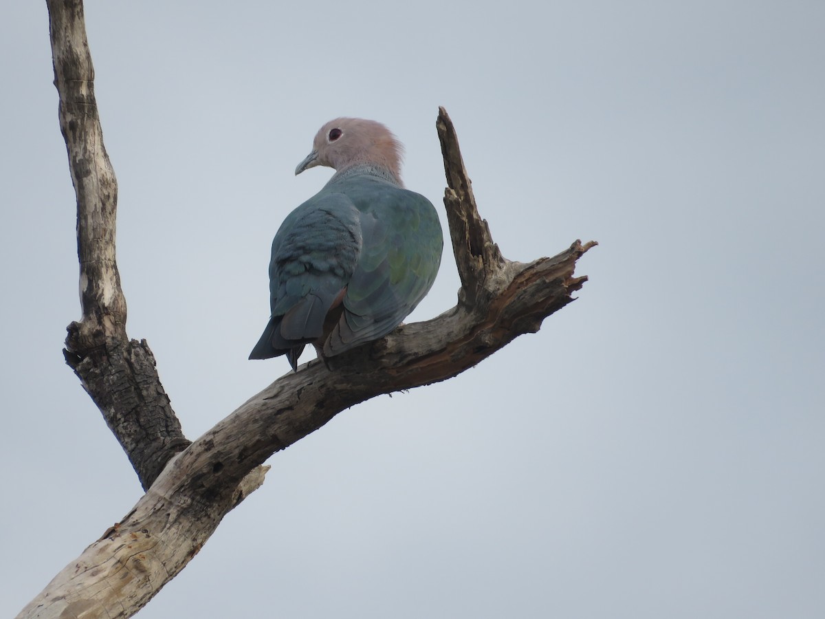 Green Imperial-Pigeon - ML469119931