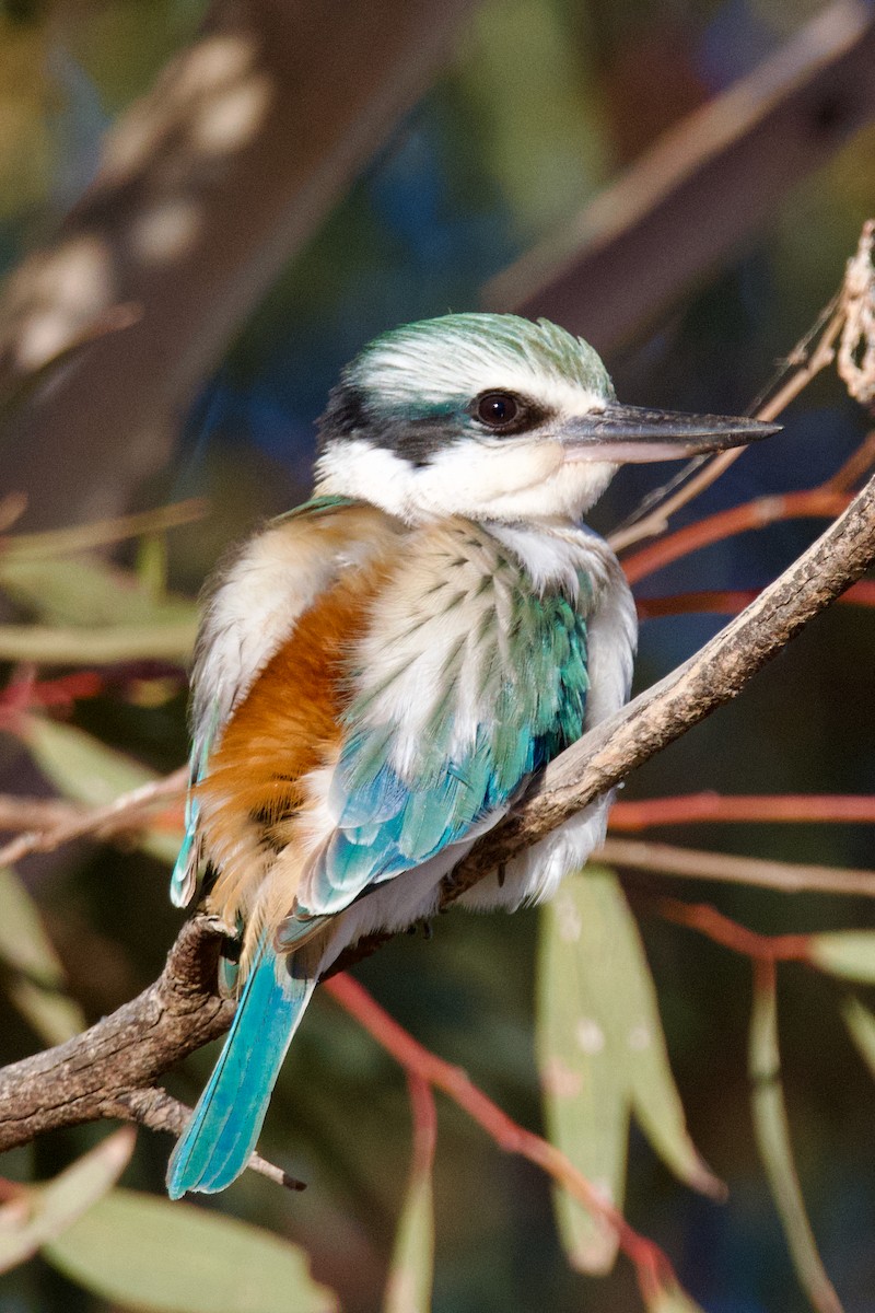 Red-backed Kingfisher - ML469120901