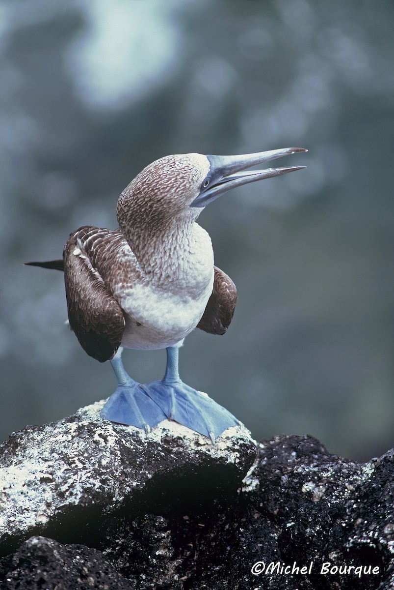 Blue-footed Booby - ML469121501