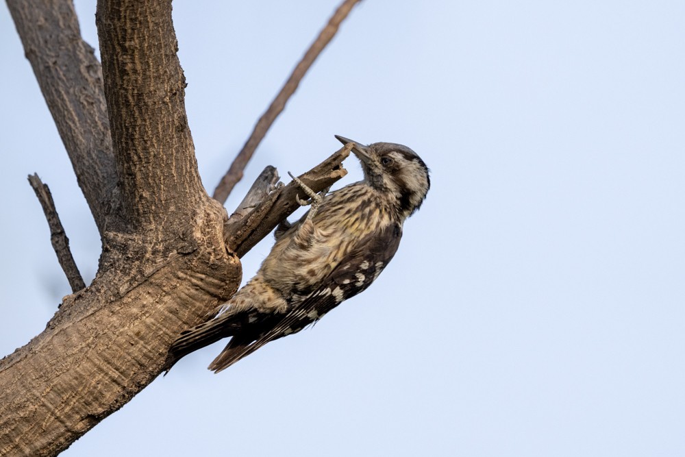 Gray-capped Pygmy Woodpecker - ML469121551