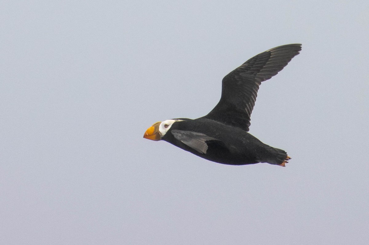 Tufted Puffin - ML469122901