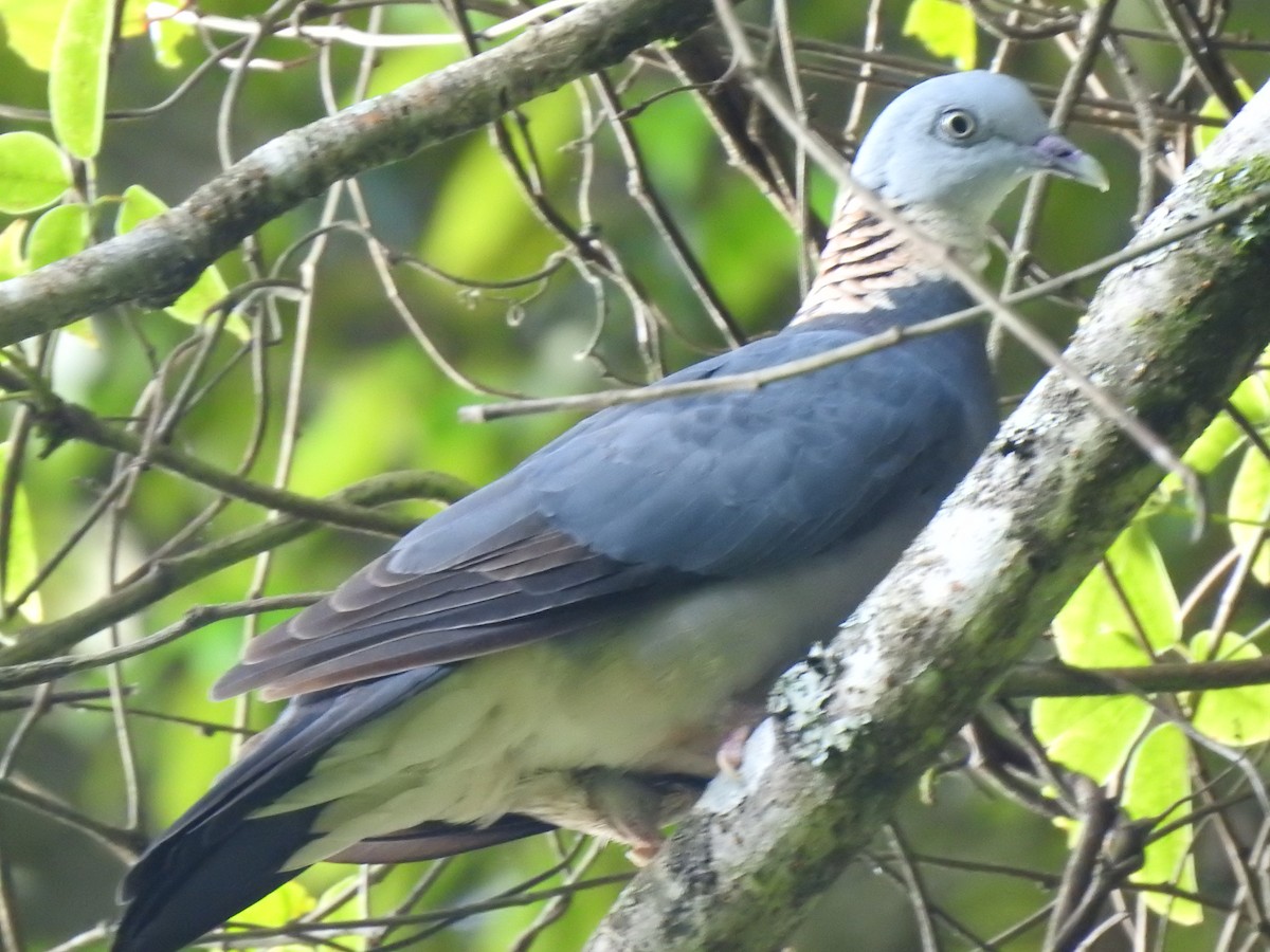 Ashy Wood-Pigeon - ML469124971
