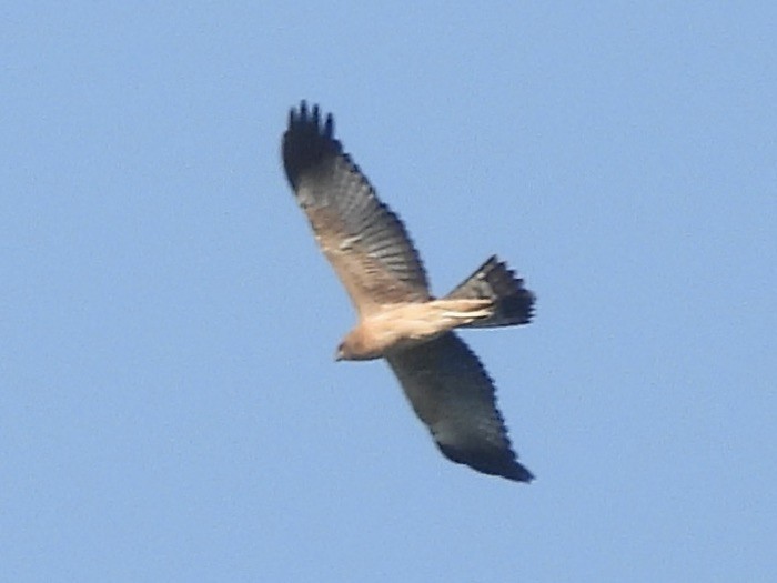 Spotted Harrier - ML469125671