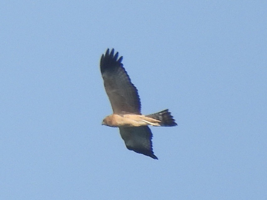 Spotted Harrier - T. Kruse