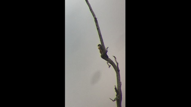 sokol stěhovavý (ssp. peregrinator) - ML469125871