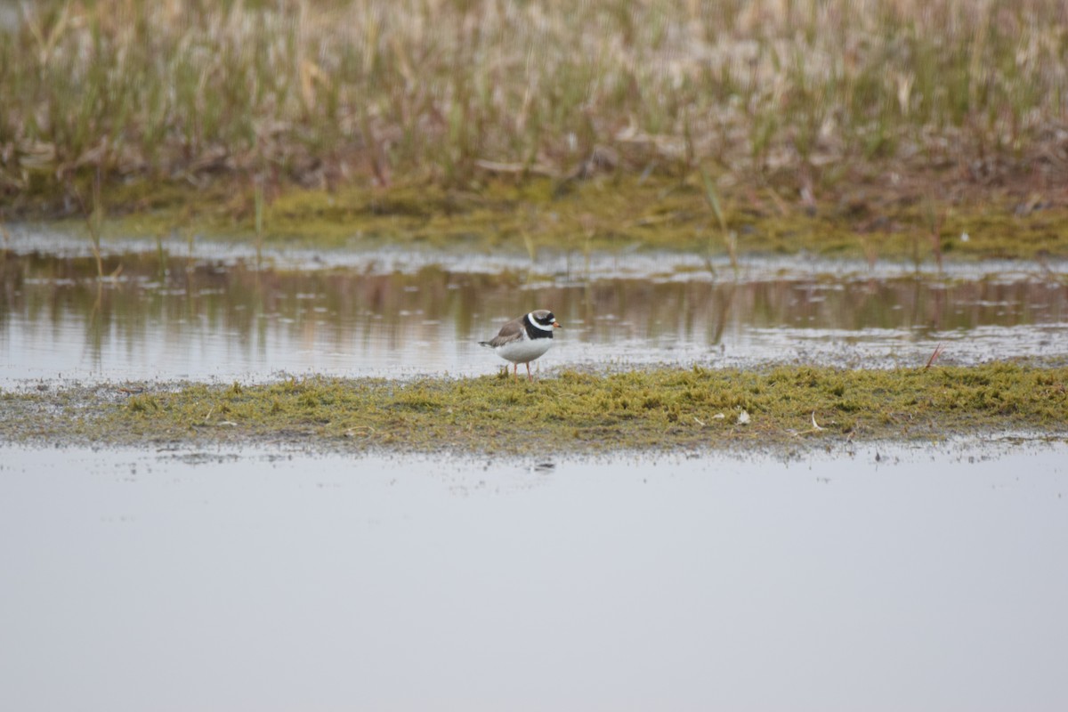 Common Ringed Plover - ML469125991