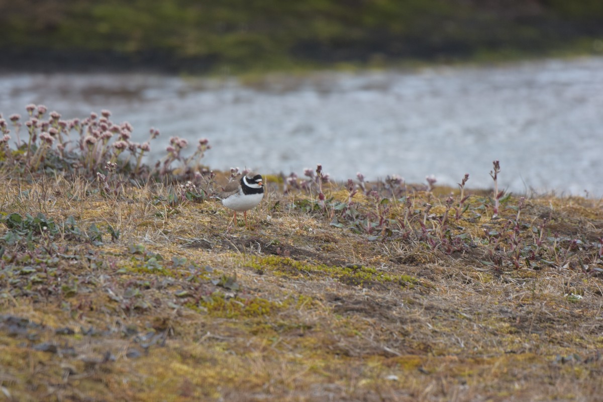 Common Ringed Plover - ML469126001