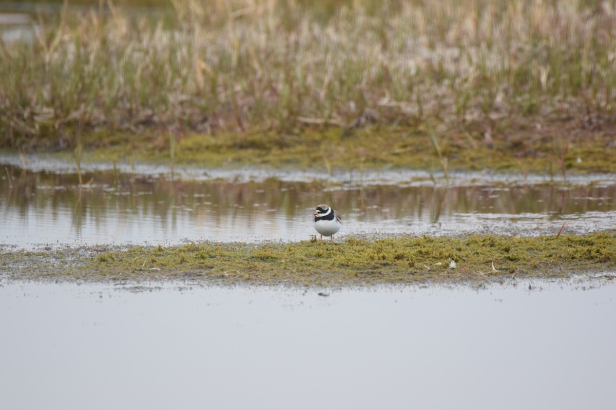 Common Ringed Plover - ML469126011