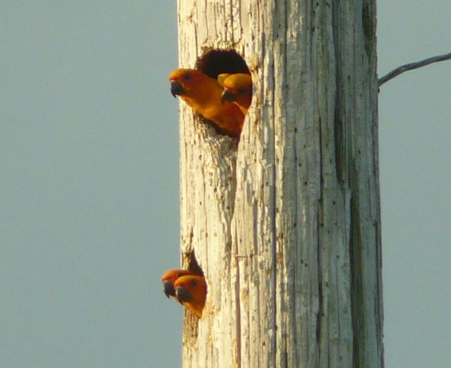 Birds at hole of pole. - Sun Parakeet - 