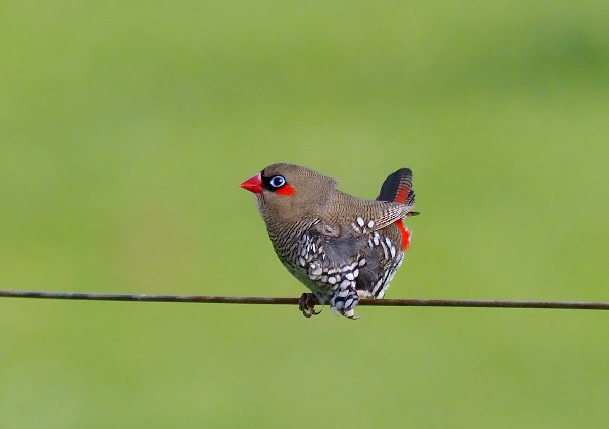 Red-eared Firetail - ML469129711