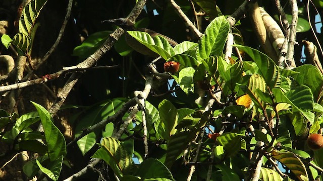 Helmeted Friarbird (New Guinea) - ML469130