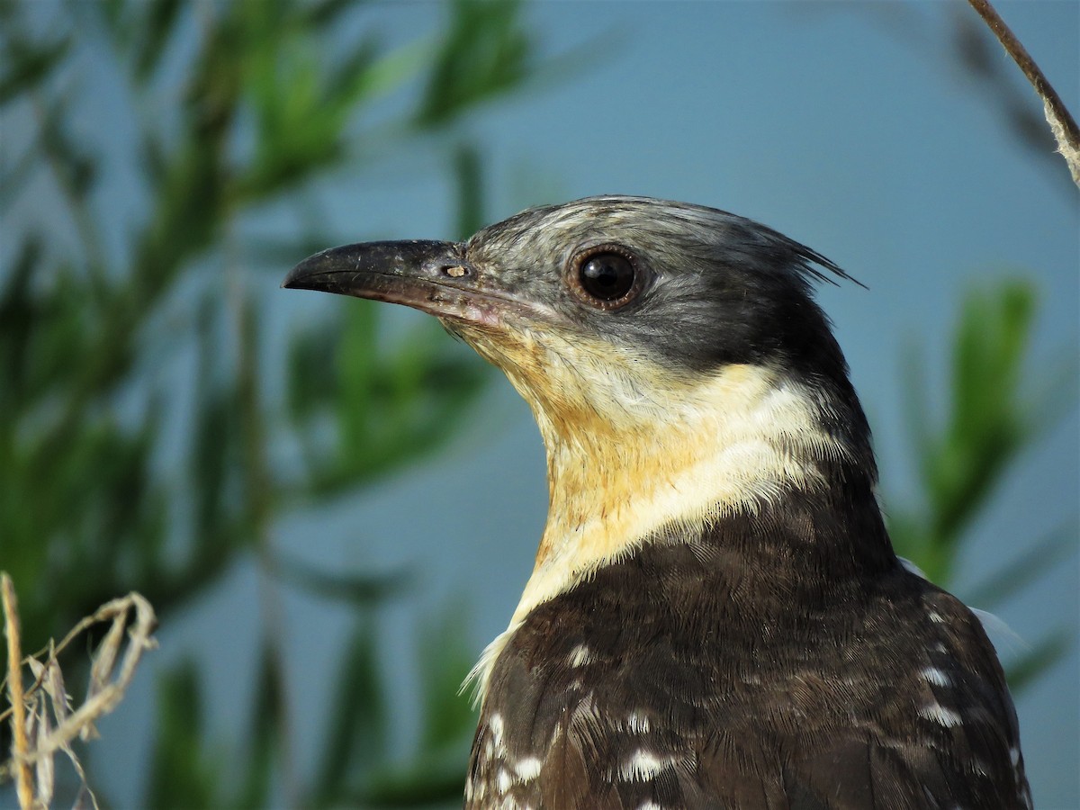 Great Spotted Cuckoo - ML469130871