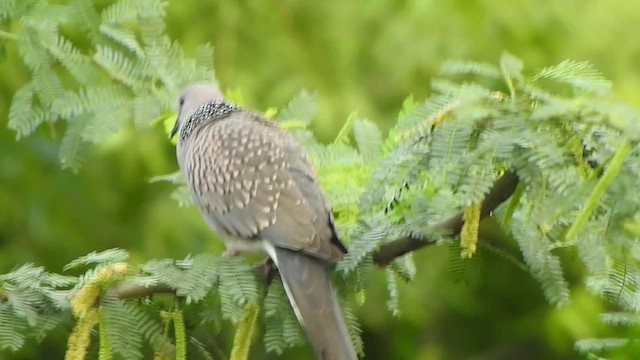 Spotted Dove - ML469136331